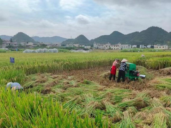 2.兴义市水稻高产示范田获丰收。贵州省农业农村厅供图