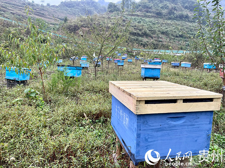 樊莹研究设计的“双箱体”蜂箱在蜜蜂养殖场推广使用。人民网 李丽萍摄