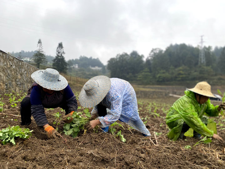 马临街道农户们正在移栽油菜。