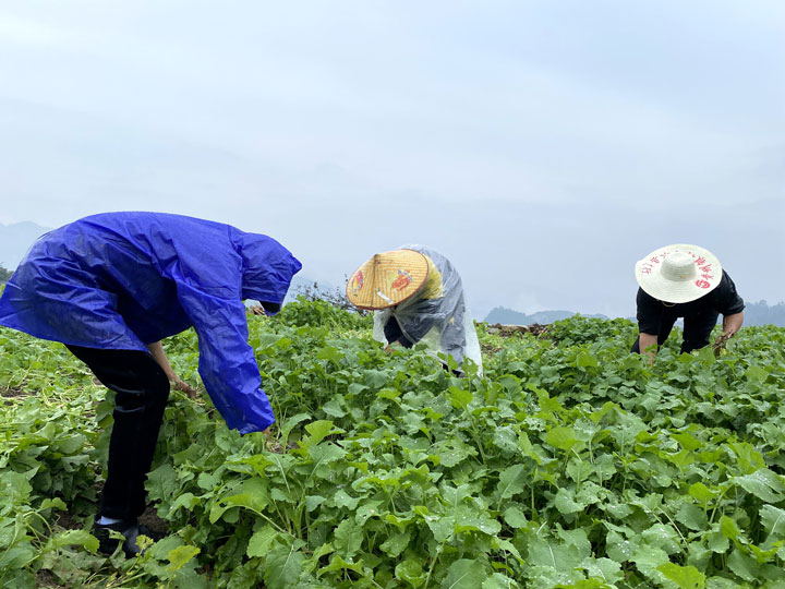 马临街道油菜集中育苗点。