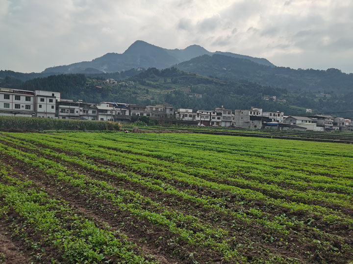同民镇油菜育苗基地。