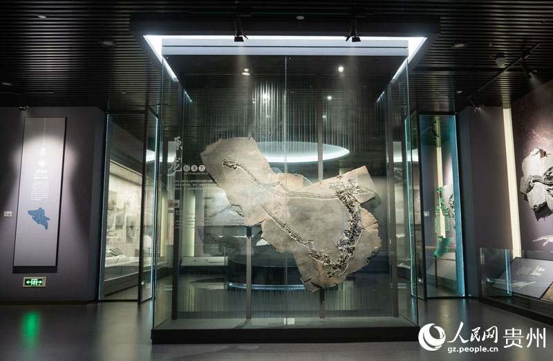 展館裡的古生物化石標本。人民網 陽茜攝