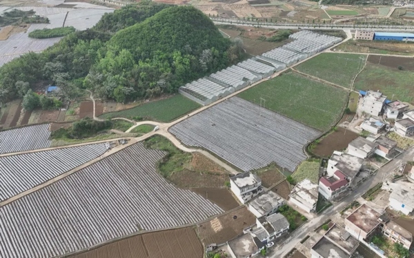 木崗鎮木崗沖村蔬菜基地全景。