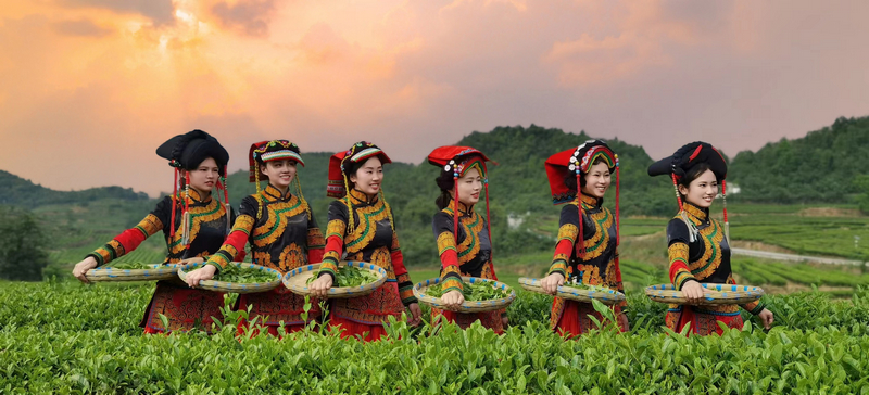 采茶现场。