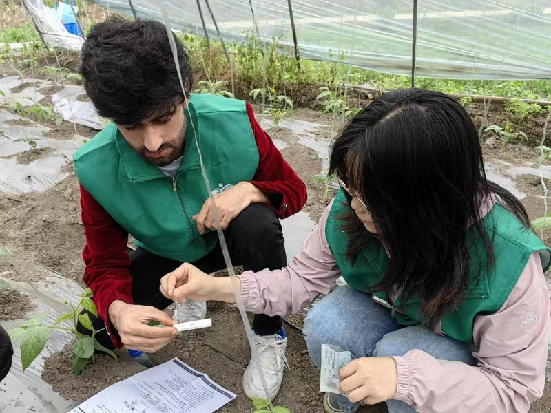 贵州大学绿色农药全国重点实验室学生在研究、示范、推广绿色防控技术。贵州大学供图