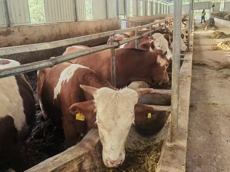 图为：云湾村肉牛养殖