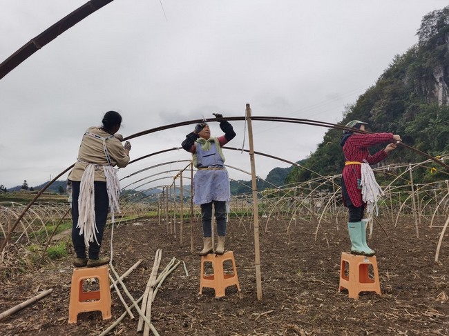 務工村民正在搭建羊肚菌大棚。