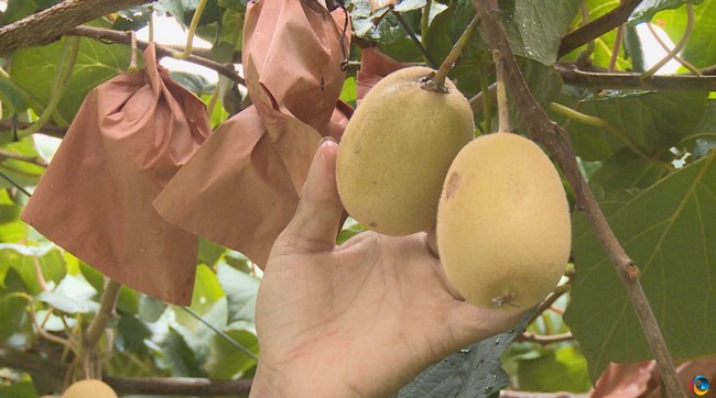 六枝特區新窯鎮聯合村獼猴桃迎豐收。