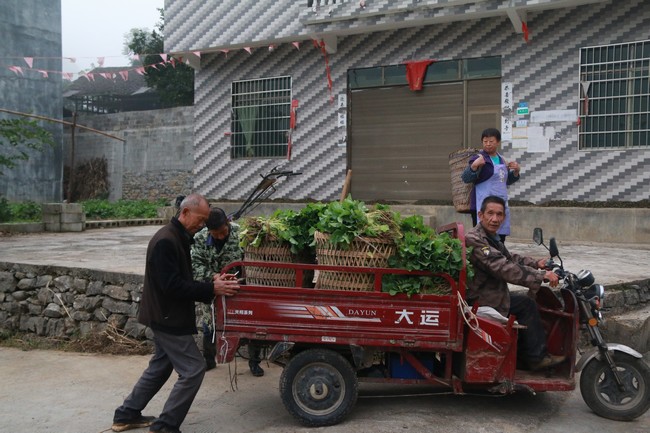 工人正在将装好的油菜运送至地里进行移栽。