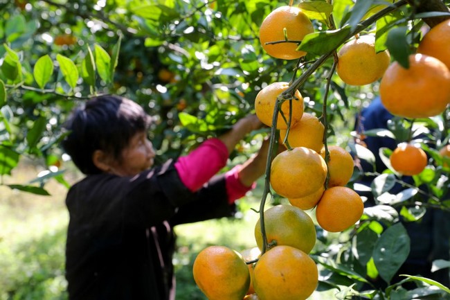果农正在采摘柑橘。