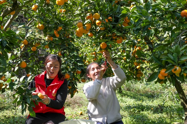 南龙乡党员志愿者深入果园帮助群众采摘蜜橘。