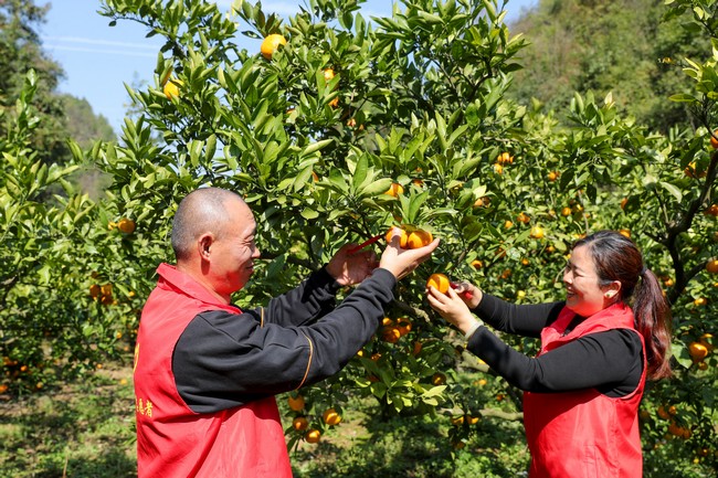 南龙乡志愿者帮助群众采摘柑橘。