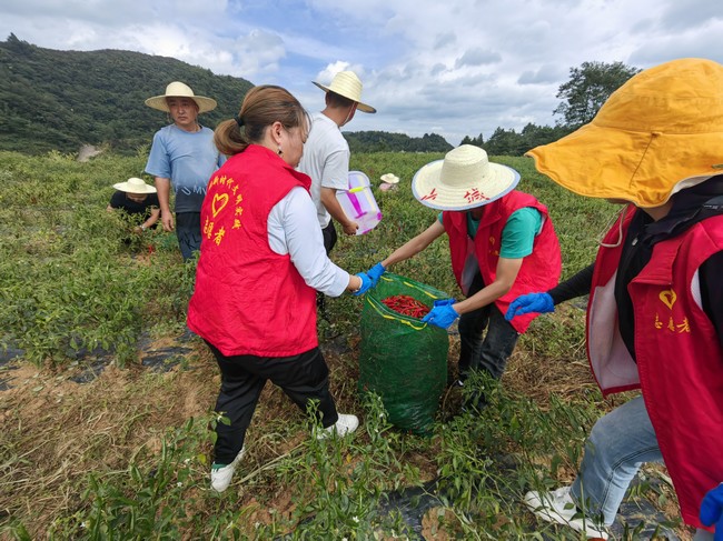 以工代赈助力茅坡村辣椒产业发展。