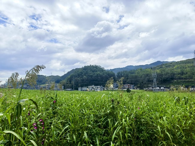 兴仁市薏仁米种植基地。
