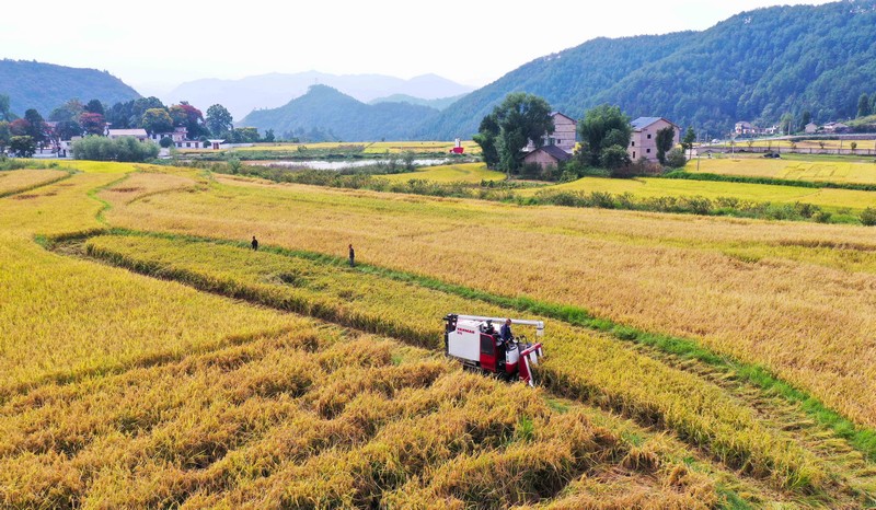 混寨村水稻收割。