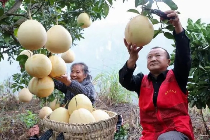 发展蜜柚产业。