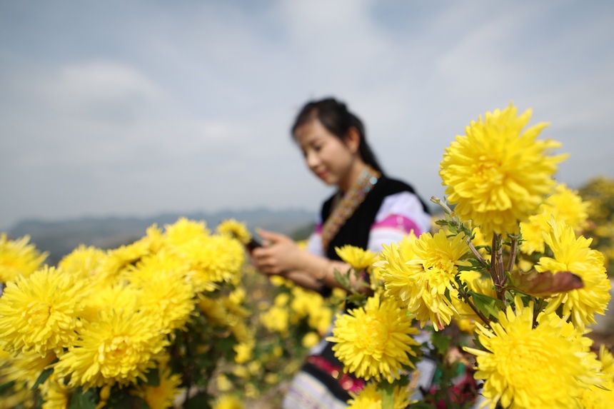 2023年11月2日，游客在贵州省毕节市织金县官寨乡茶菊花基地里赏花。
