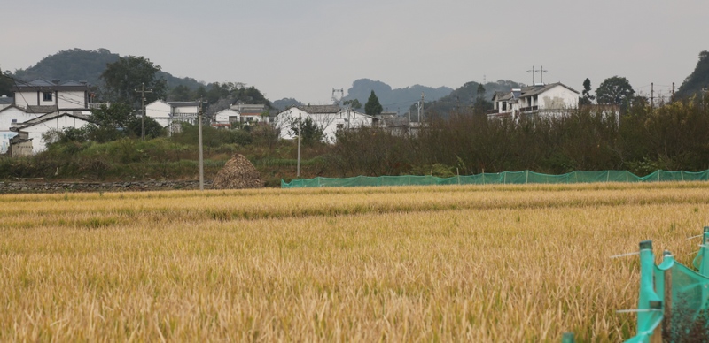 六枝特区木岗镇稻鱼综合种养殖试验田。