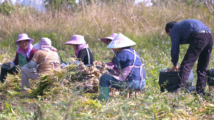 采收现场。