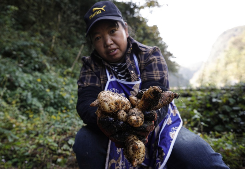 天麻喜丰收。