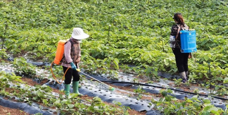 群众在山桐子育苗基地务工。