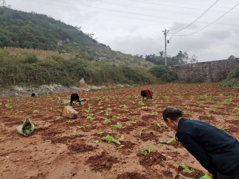 站街镇站街村村民在进行冬季蔬菜种植（梁春摄）.jpg