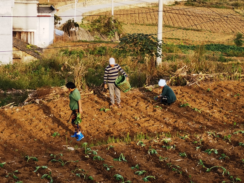 村民正忙着起苗和移栽油菜。