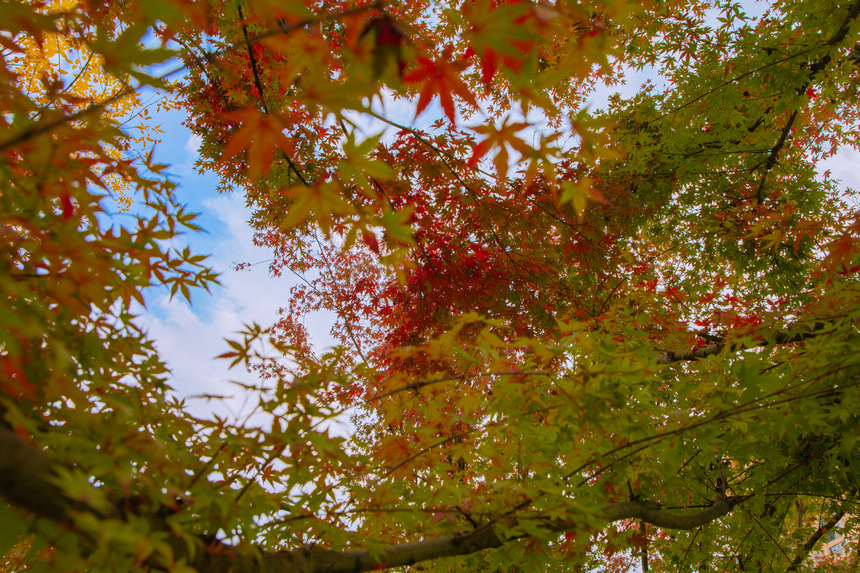 瞰好七星關（秋景）。