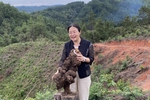  Liping, Guizhou: 1200 kg/mu of new poria cocos varieties