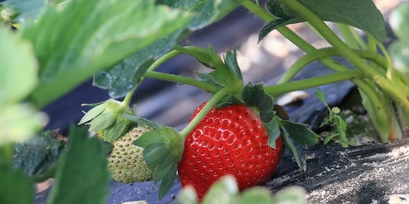 成熟的草莓。