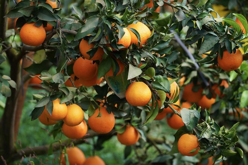 挂满枝头的果冻橙.