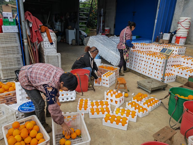 村民正在打包果冻橙。