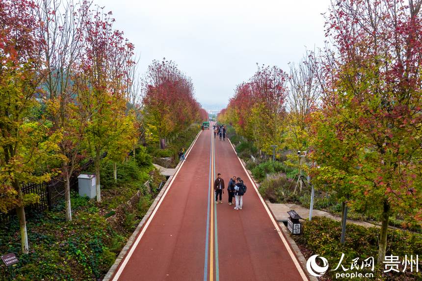 航拍陽光谷旅游度假區紅楓林大道景點。人民網記者 涂敏攝