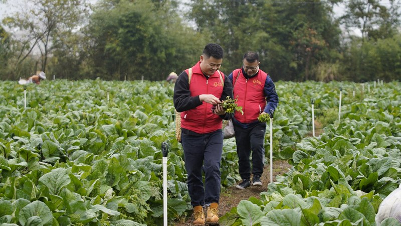 1、11月15日，在贵州省黔南布依族苗族自治州龙里县湾滩河镇园区村红菜苔基地，志愿者走进田间地头，帮助群众一起采收、打包、装箱红菜苔。袁苏梅 摄.jpg
