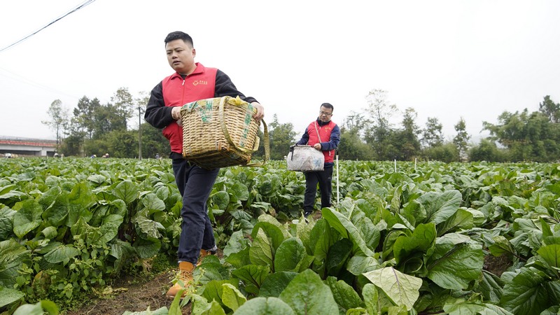 3、11月15日，在贵州省黔南布依族苗族自治州龙里县湾滩河镇园区村红菜苔基地，志愿者走进田间地头，帮助群众一起采收、打包、装箱红菜苔。袁苏梅 摄.JPG