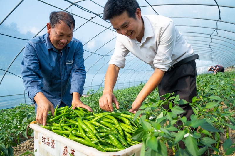 駐村干部吳勝凱正與村干部採摘蔬菜大棚裡的青椒。