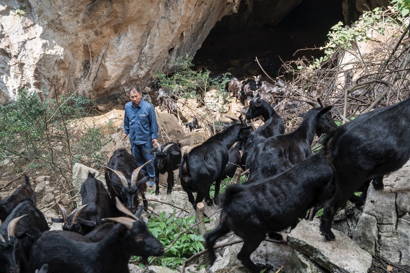 駐村干部吳勝凱在養殖黑山羊的山洞裡，查看山羊生長情況。