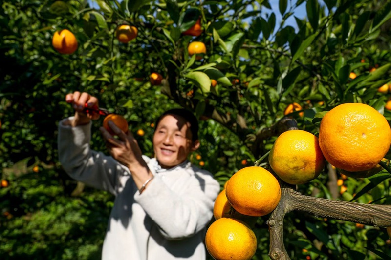 图为：果农正在采摘柑橘