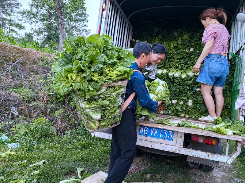 白菜装车中。
