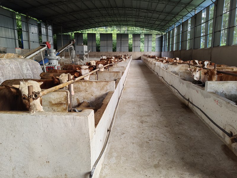 养殖场内的西门塔尔牛。
