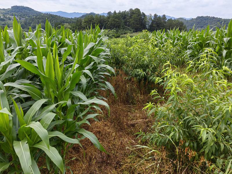 与肉牛养殖场相互配合的黄桃种植基地。