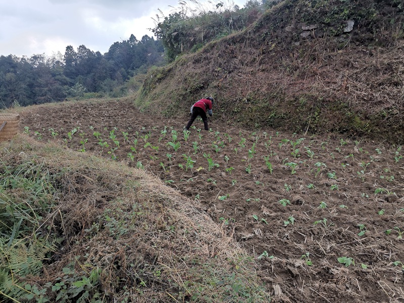 村民种植油菜。