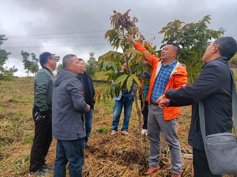 专家深入田间地头进行科技指导。