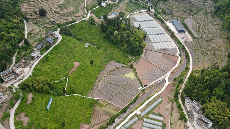 程寨鎮石門村種植基地。習水縣融媒體中心供圖