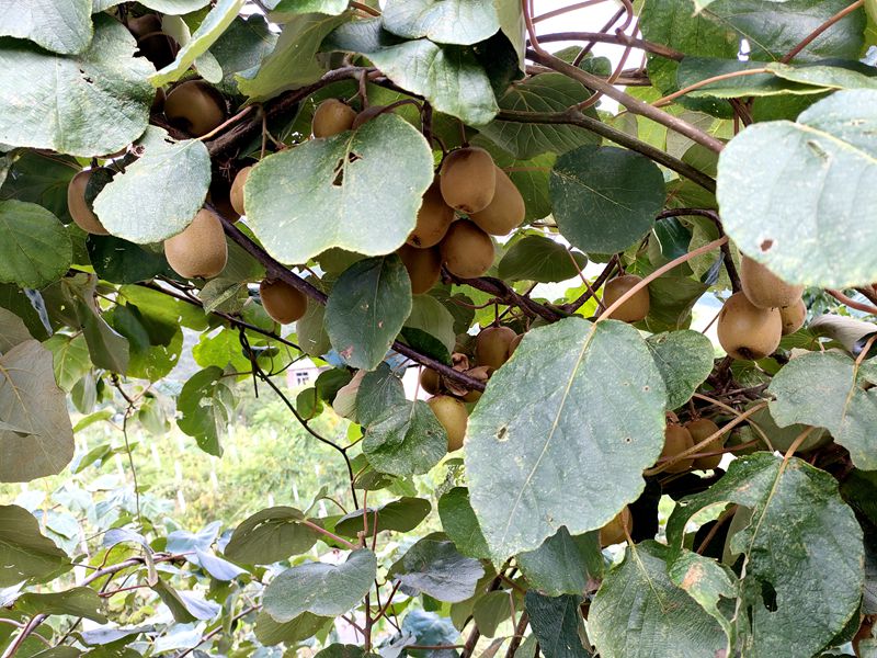 藤蔓上豐碩的獼猴桃 袁賽英 攝