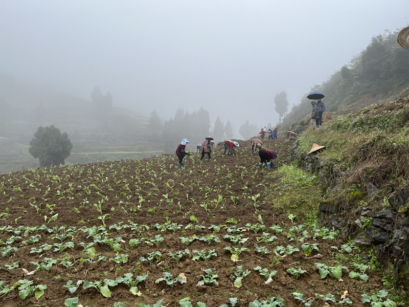 隆兴镇新光村地里劳作的村民。陈强摄