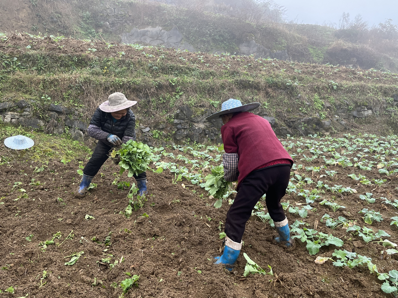 隆兴镇新光村农户正在移栽油菜。陈强摄