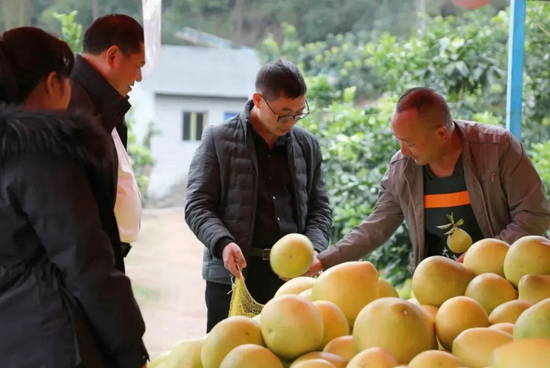顾客购买柚子。桐梓县融媒体中心供图