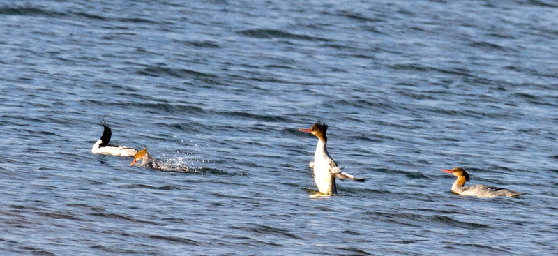 在红枫湖发现的中华秋沙鸭。周健摄