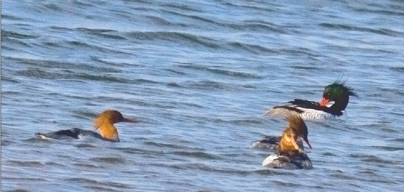 在红枫湖发现的中华秋沙鸭。周健摄